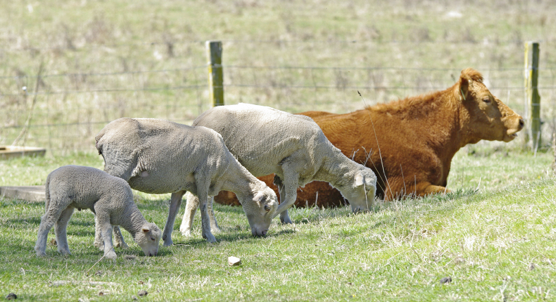 Cow and sheep in farm field